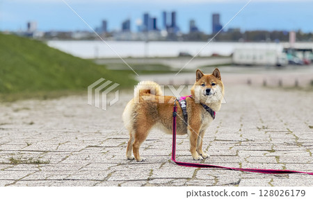 Adorable red Shiba Inu dog happily walking on lush green gras Adorable red Shiba Inu dog happily walking on lush green gras 128026179