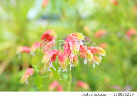 Flowers of Coevisco 128026239