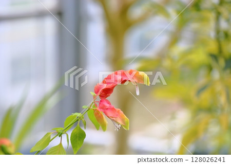 Coevisco的花朵 128026241