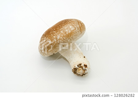 Haruki Shiitake 128026282