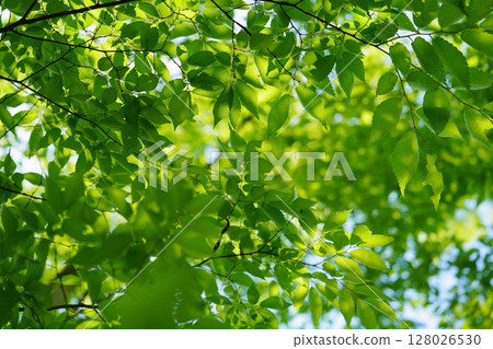 Fresh green zelkova trees at Yamato Folk Park Fresh green zelkova trees at Yamato Folk Park 128026530