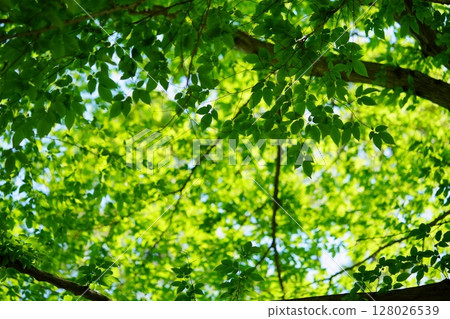 Fresh green zelkova trees at Yamato Folk Park Fresh green zelkova trees at Yamato Folk Park 128026539