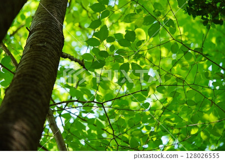 A vibrant zelkova forest A vibrant zelkova forest 128026555