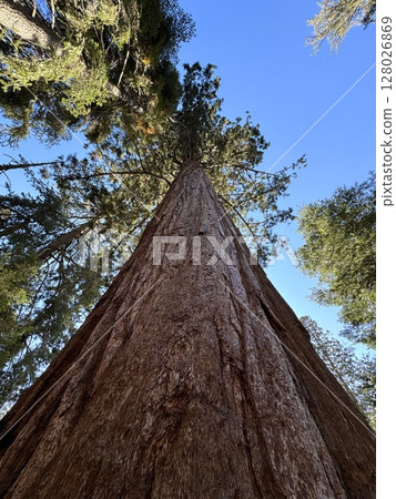 Huge sequoia tree stands alone against the background of a blue tree, bottom view, vertical photo 128026869