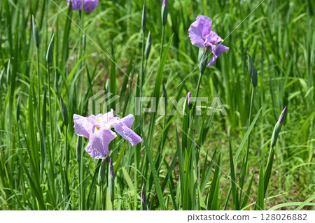 First Mirror and Iris First Mirror and Iris 128026882