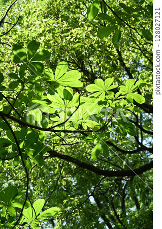 Aesculus turbinata leaf Aesculus turbinata leaf 128027121