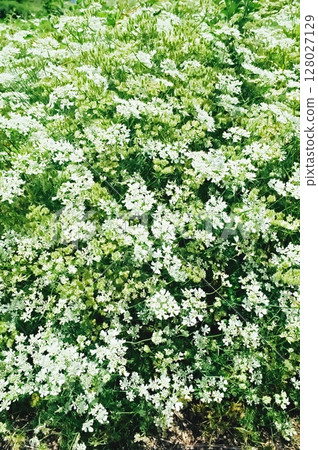 白色蕾絲花朵背景素材 白色蕾絲花朵背景素材 128027129