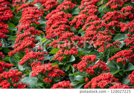 Full frame shot of Kalanchoes with red flowers blooming. Kalanchoes are succulent plants often grown for their tiny, colourful flowers. 128027225