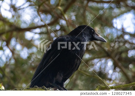 Crow perched on tree branch. High quality photo 128027345
