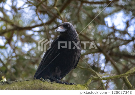 Crow perched on a tree branch. High quality photo Crow perched on a tree branch. High quality photo 128027348