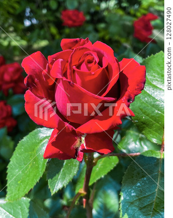 red rose in garden 128027490