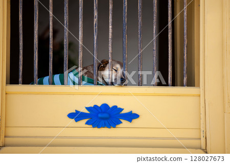 Cute dog sleeping next to the window of one the colonial houses at the streets of the Heritage Town of Jerico located in the Department of Antioquia in Colombia. 128027673