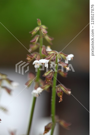 Harunotamurasou flower Harunotamurasou flower 128027876