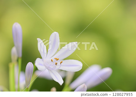 Agapanthus Agapanthus 128027955