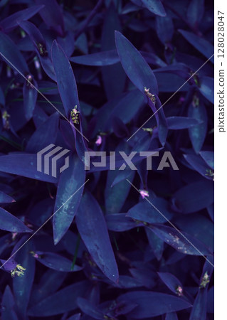 紫露草淡紫 紫露草淡紫 128028047