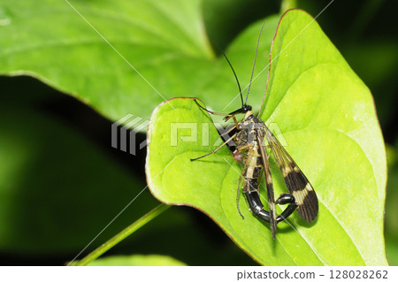 A type of scorpion fly (male) 128028262