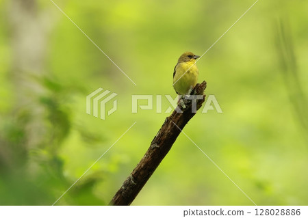 The Japanese bush warbler is a summer bird that breeds in the forests at the foot of Japanese mountains. The Japanese bush warbler is a summer bird that breeds in the forests at the foot of Japanese mountains. 128028886