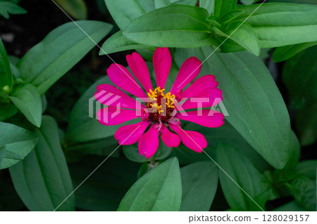Close-up vibrant pink zinnia flower blooming in a green garden setting Close-up vibrant pink zinnia flower blooming in a green garden setting 128029157