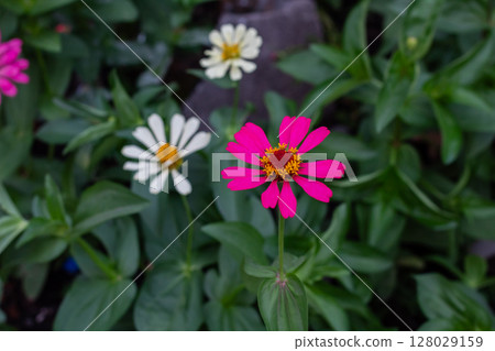 Close-up view of a beautiful fuchsia Zinnia elegans flower head Close-up view of a beautiful fuchsia Zinnia elegans flower head 128029159