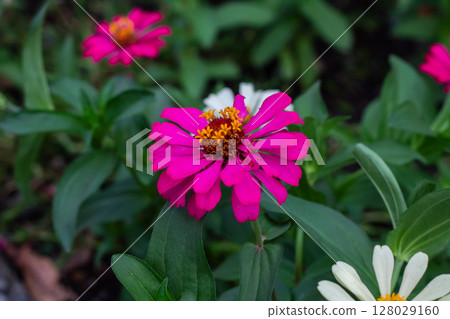 Close-up view of a beautiful fuchsia Zinnia elegans flower head Close-up view of a beautiful fuchsia Zinnia elegans flower head 128029160