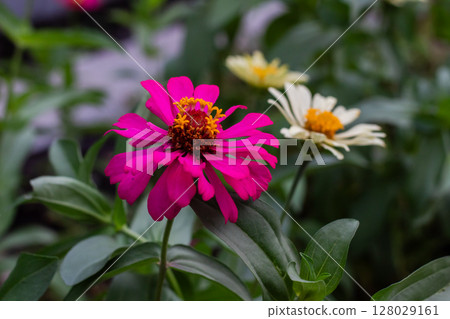 Close-up view of a beautiful fuchsia Zinnia elegans flower head Close-up view of a beautiful fuchsia Zinnia elegans flower head 128029161