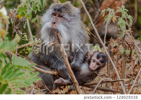 Adorable baby monkey clinging tightly to its protective mother in a tree. 128029338