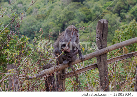Mother long-tailed macaque tenderly holds her baby while sitting on a wooden fence. Mother long-tailed macaque tenderly holds her baby while sitting on a wooden fence. 128029343