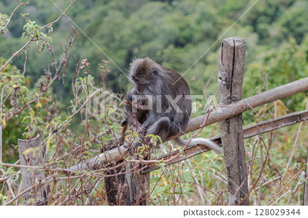 Mother long-tailed macaque tenderly holds her baby while sitting on a wooden fence. Mother long-tailed macaque tenderly holds her baby while sitting on a wooden fence. 128029344