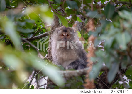 Wild monkey with striking orange eyes looking directly at the camera from tree. Wild monkey with striking orange eyes looking directly at the camera from tree. 128029355