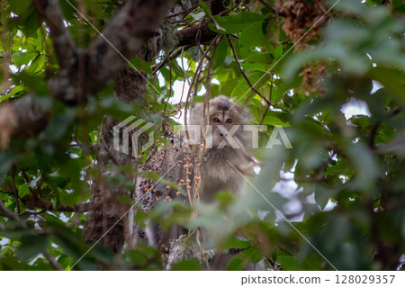 Curious Monkey Portrait Sitting in Tree with Green Leaves 128029357