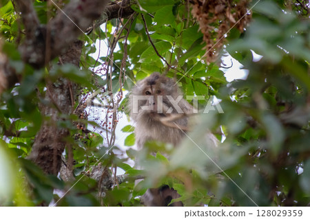 Curious Monkey Portrait Sitting in Tree with Green Leaves Curious Monkey Portrait Sitting in Tree with Green Leaves 128029359