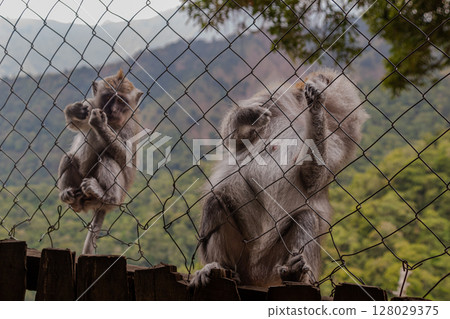 Monkey sitting on wooden plank behind metal barrier with natural landscape background. Monkey sitting on wooden plank behind metal barrier with natural landscape background. 128029375