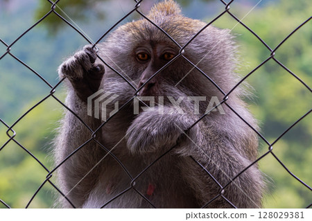 Close-up portrait of a monkey looking through wire fence with blurred background. 128029381