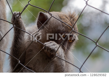 Close-up portrait of a monkey looking through wire fence with blurred background. 128029382
