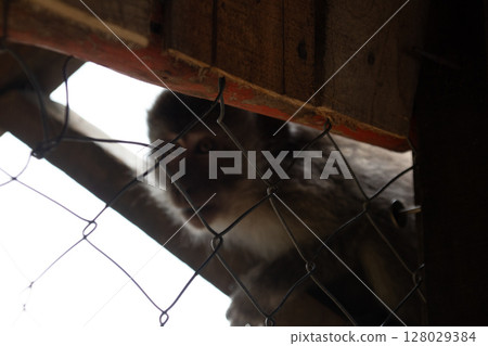 Curious wild monkey peering intensely through wire fence with captivating orange eyes Curious wild monkey peering intensely through wire fence with captivating orange eyes 128029384