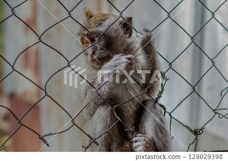 Close-up portrait of a monkey with expressive eyes looking through a chain link fence. 128029398