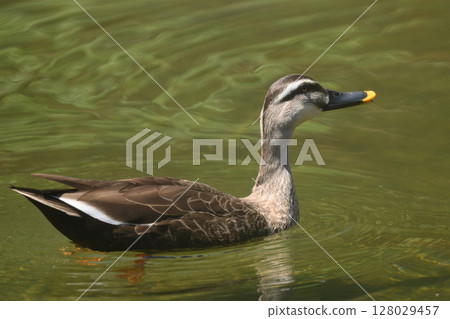 Swimming in a pond 128029457