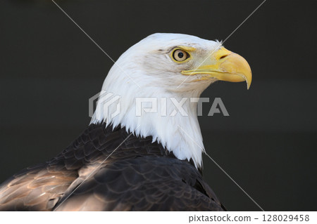 Hakutouwashi的簡介 Hakutouwashi的簡介 128029458