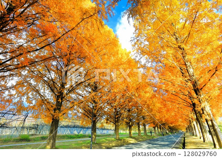 [Shiga Prefecture] Autumn foliage of Metasequoia trees at Makino Pickland 128029760
