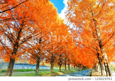 [Shiga Prefecture] Autumn foliage of Metasequoia trees at Makino Pickland 128029761