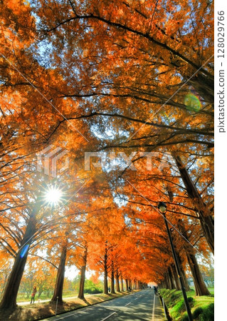 [滋賀縣]牧野採園的水杉紅葉 128029766