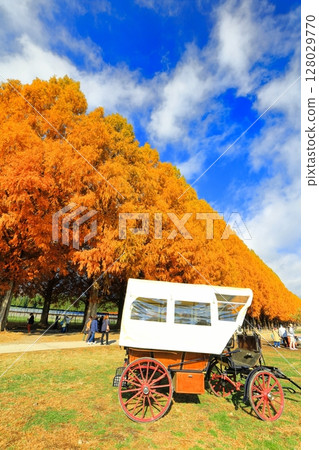 [Shiga Prefecture] Autumn foliage of Metasequoia trees at Makino Pickland 128029770