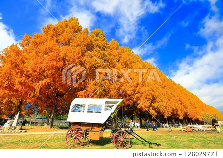 [Shiga Prefecture] Autumn foliage of Metasequoia trees at Makino Pickland 128029771