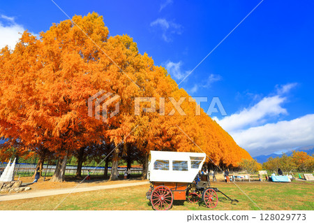 [滋賀縣]牧野採園的水杉紅葉 128029773