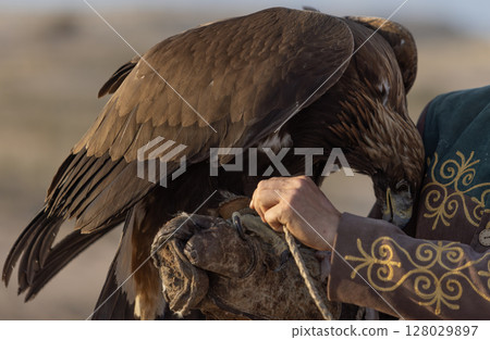 a trained golden eagle as a falconry, is holden by owner 128029897