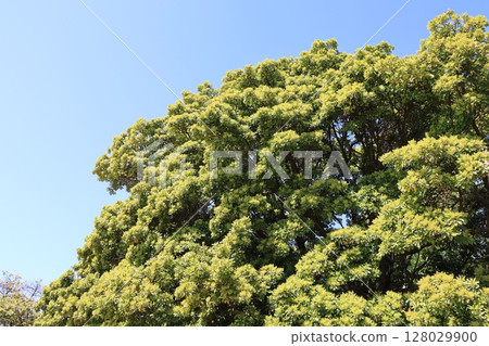 A large tree with dazzling new green leaves 128029900