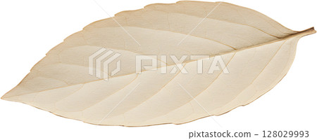 autumn leaf on white background autumn leaf on white background 128029993