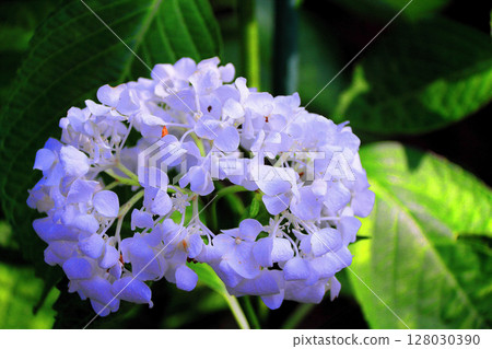 hydrangea   128030390