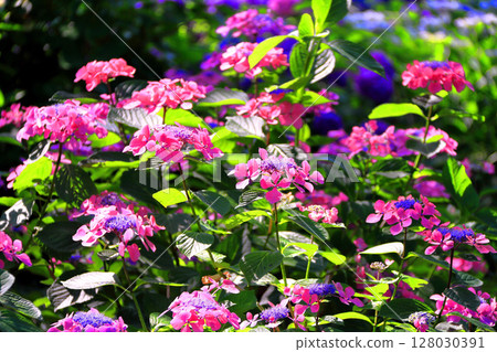 hydrangea   hydrangea   128030391