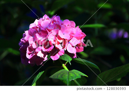 hydrangea hydrangea 128030393